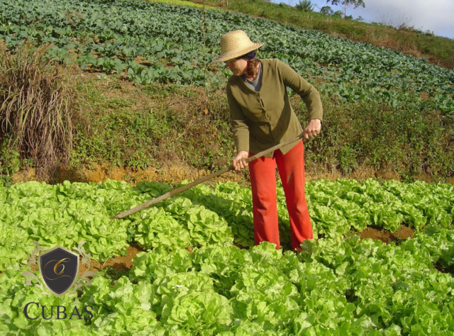 Agricultora com incapacidade parcial permanente tem direito a auxlio-doena