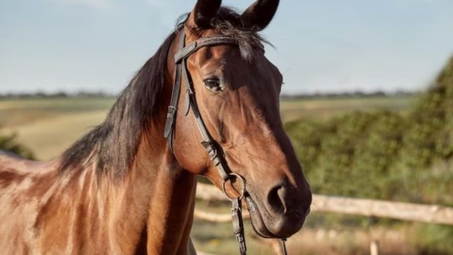 Condenado homem que levou cavalo amarrado ao pescoo com carro em trnsito: maus-tratos