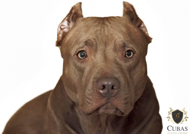 Dona de pitbull deve indenizar ataque a animal de estimao alheio