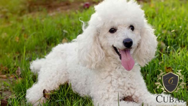 Dono de quatro pitbulls pagar indenizao de R$ 11mil, por ataque violento a um poodle