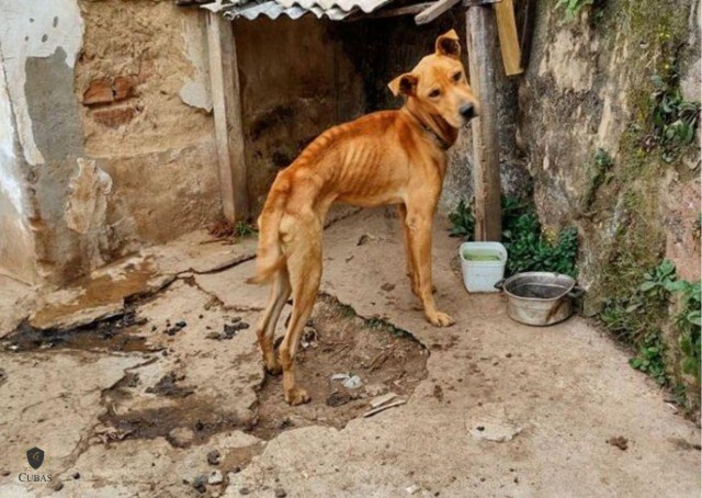 Donos de pet-shop so condenados por maus-tratos contra animais no Alto Vale