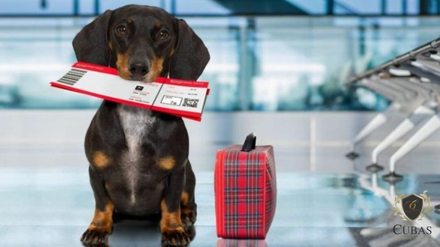 Justia Federal concede mandado de segurana para que animal de estimao possa entrar em pas