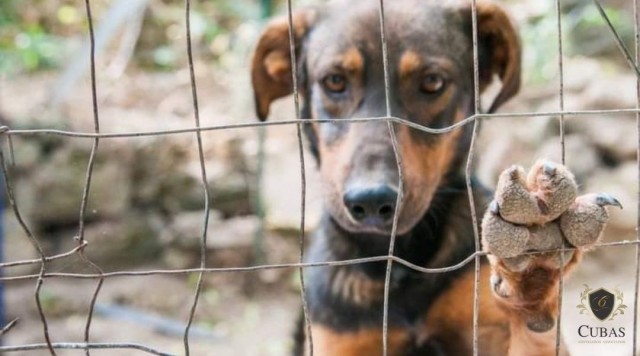 Justia decreta priso preventiva de homem acusado de matar e praticar maus-tratos contra animais
