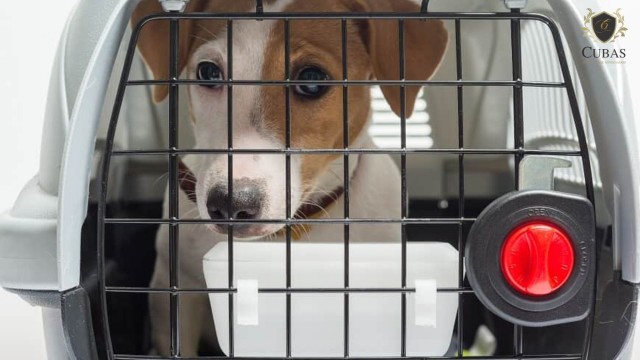 Justia determina que empresa area transporte animal de suporte psiquitrico at Roma