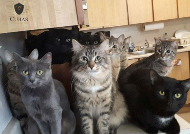 Justia limita nmero de gatos em apartamento