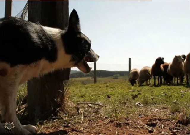 Pecuarista ser indenizada depois que ces do vizinho atacaram seu rebanho