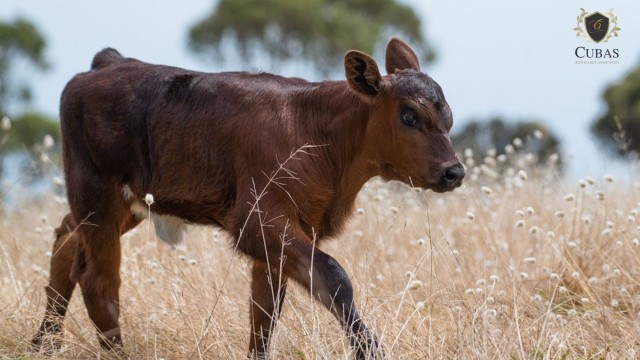 TJ confirma condenao a homem que furtou novilho Red Angus para carne-lo em casa