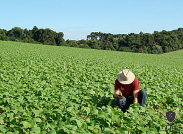 TRF4 - Reconhece incapacidade total para o trabalho de agricultora que sofre de depresso crnica