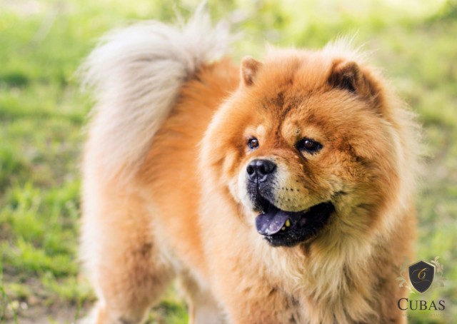 Tutor de co chow chow que morreu aps sedao em clnica veterinria ser indenizado