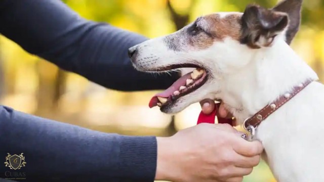 Tutora de pet que adquiriu coleira antipulgas ineficiente ser indenizada