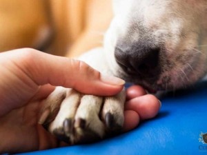 Clnica  condenada por castrao defeituosa em animal