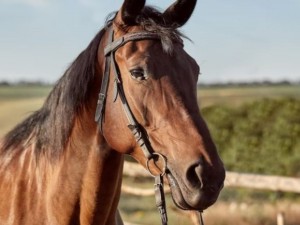Condenado homem que levou cavalo amarrado ao pescoo com carro em trnsito: maus-tratos