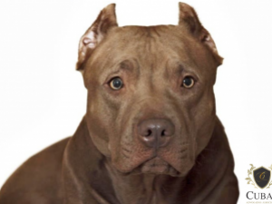 Dona de pitbull deve indenizar ataque a animal de estimao alheio