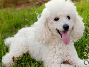 Dono de quatro pitbulls pagar indenizao de R$ 11mil, por ataque violento a um poodle