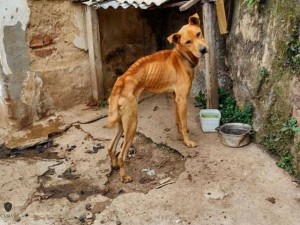 Donos de pet-shop so condenados por maus-tratos contra animais no Alto Vale