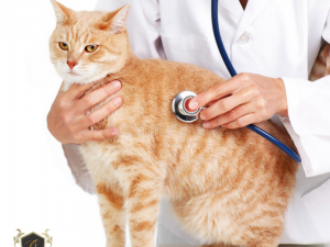 Fuga de gato de clnica veterinria gera dever de indenizar