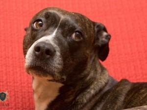Homem ser indenizado por negligncia de veterinria que causou morte de cadela