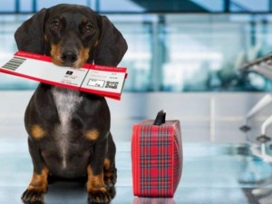 Justia Federal concede mandado de segurana para que animal de estimao possa entrar em pas