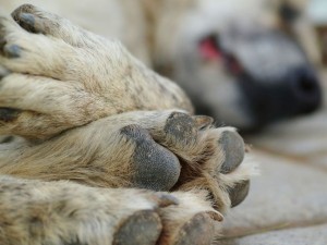 Justia condena mulher por maus-tratos ao prprio co