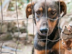 Justia decreta priso preventiva de homem acusado de matar e praticar maus-tratos contra animais