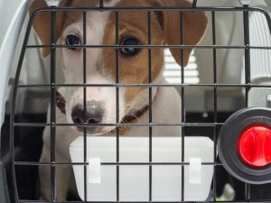 Justia determina que empresa area transporte animal de suporte psiquitrico at Roma
