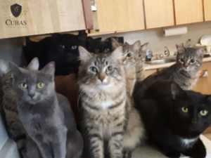 Justia limita nmero de gatos em apartamento