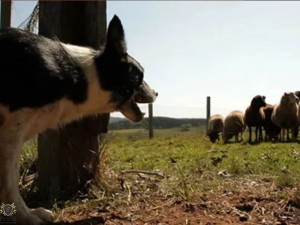 Pecuarista ser indenizada depois que ces do vizinho atacaram seu rebanho