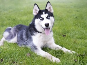 Por falta de cuidado, homem que recebeu co em doao ter que entregar o animal  antiga tutora