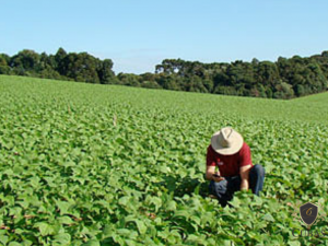 TRF4 - Reconhece incapacidade total para o trabalho de agricultora que sofre de depresso crnica