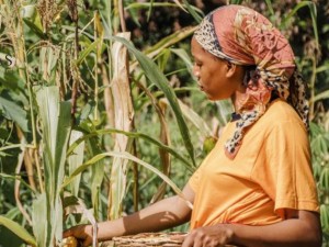 Trabalhadora rural em regime de economia familiar tem reconhecido direito