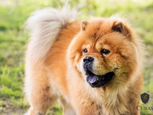 Tutor de co chow chow que morreu aps sedao em clnica veterinria ser indenizado